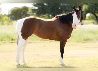 American Quarter Horse Mix, Klacz, 9 lat, 152 cm, Srokata