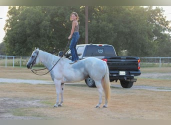 American Quarter Horse, Klacz, 9 lat, 152 cm, Tobiano wszelkich maści