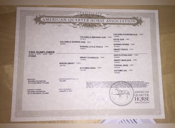 American Quarter Horse, Klacz, 9 lat, 153 cm, Gniada