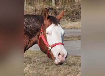 American Quarter Horse, Klacz, 9 lat, 153 cm, Gniada