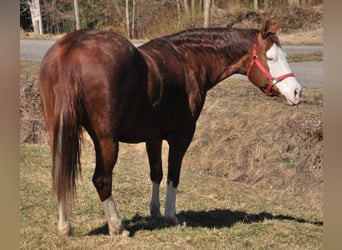 American Quarter Horse, Klacz, 9 lat, 153 cm, Gniada