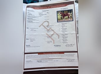 American Quarter Horse, Klacz, 9 lat, 153 cm, Gniada