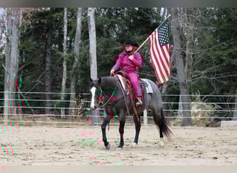 American Quarter Horse, Klacz, 9 lat, 155 cm, Karodereszowata