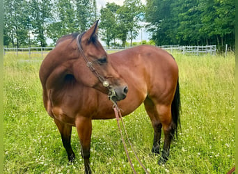 American Quarter Horse, Klacz, 9 lat, 157 cm, Gniada