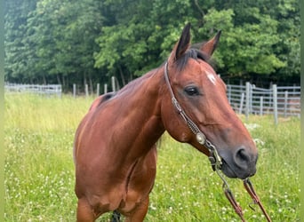 American Quarter Horse, Klacz, 9 lat, 157 cm, Gniada