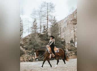 American Quarter Horse, Klacz, 9 lat, 158 cm, Ciemnogniada
