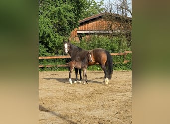 American Quarter Horse, Klacz, 9 lat, 158 cm, Ciemnogniada