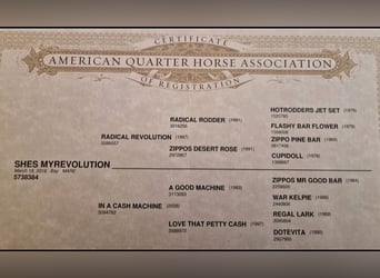 American Quarter Horse, Klacz, 9 lat, 159 cm, Gniada