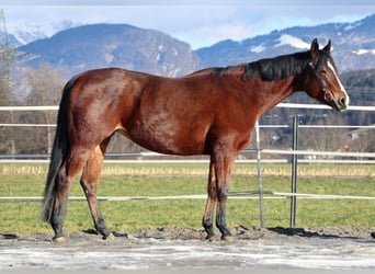 American Quarter Horse, Klacz, 9 lat, 159 cm, Gniada