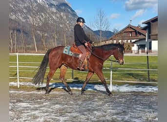 American Quarter Horse, Klacz, 9 lat, 159 cm, Gniada