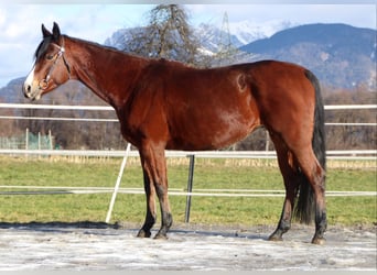 American Quarter Horse, Klacz, 9 lat, 159 cm, Gniada