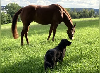 American Quarter Horse, Klacz, 9 lat, 162 cm, Kasztanowata