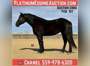 American Quarter Horse, Klacz, 9 lat, 163 cm, Kara