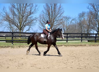 American Quarter Horse, Klacz, 9 lat, 168 cm, Kara