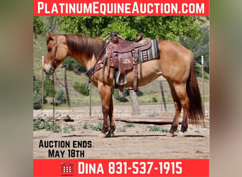 American Quarter Horse, Klacz, 9 lat, Bułana