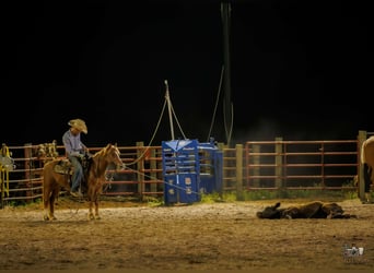 American Quarter Horse Mix, Klacz, 9 lat, Cisawa