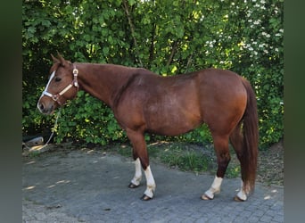 American Quarter Horse, Klacz, 9 lat, Kasztanowata