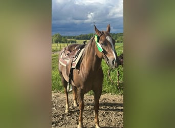 American Quarter Horse, Klacz, 9 lat