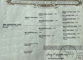 American Quarter Horse, Klacz, 9 lat, Sabino