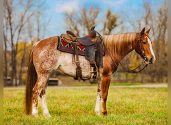 American Quarter Horse, Klacz, 9 lat, Sabino