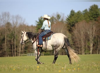 American Quarter Horse, Klacz, 9 lat, Siwa jabłkowita