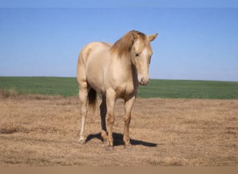 American Quarter Horse, Klacz, 9 lat, Szampańska