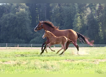 American Quarter Horse, Klacz, Źrebak (06/2023), 143 cm, Szampańska