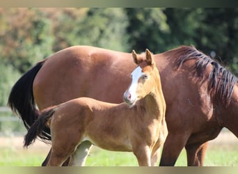 American Quarter Horse, Klacz, Źrebak (06/2023), 143 cm, Szampańska
