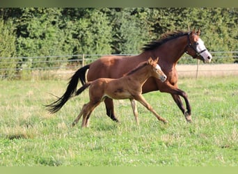 American Quarter Horse, Klacz, Źrebak (06/2023), 143 cm, Szampańska