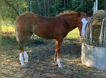 American Quarter Horse, Klacz, Źrebak (04/2026), 145 cm, Kasztanowata