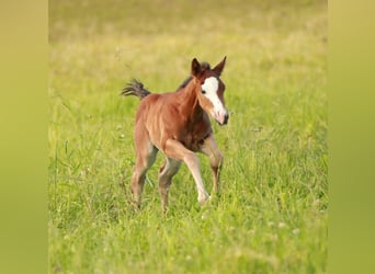 American Quarter Horse, Klacz, Źrebak (05/2024), 146 cm, Gniada