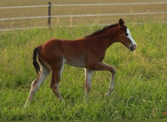 American Quarter Horse, Klacz, Źrebak (05/2024), 146 cm, Gniada