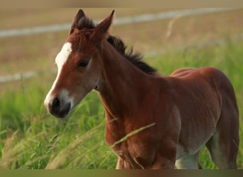 American Quarter Horse, Klacz, Źrebak (05/2024), 146 cm, Gniada