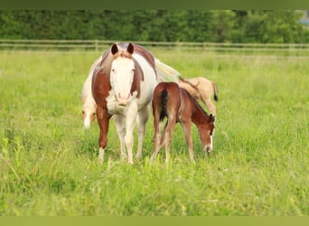 American Quarter Horse, Klacz, Źrebak (05/2024), 146 cm, Gniada