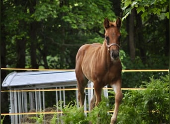 American Quarter Horse, Klacz, , 148 cm, Ciemnokasztanowata