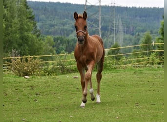 American Quarter Horse, Klacz, , 148 cm, Ciemnokasztanowata