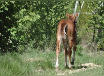 American Quarter Horse, Klacz, , 148 cm, Ciemnokasztanowata