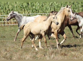 American Quarter Horse, Klacz, Źrebak (05/2024), 148 cm, Dunalino