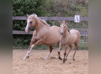 American Quarter Horse, Klacz, Źrebak (05/2024), 148 cm, Dunalino