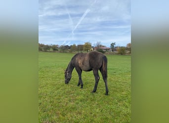 American Quarter Horse, Klacz, Źrebak (04/2024), 148 cm, Grullo