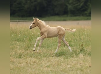 American Quarter Horse, Klacz, Źrebak (04/2026), 148 cm, Izabelowata