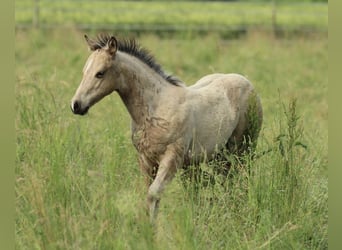 American Quarter Horse, Klacz, , 148 cm, Jelenia