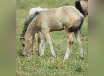 American Quarter Horse, Klacz, , 148 cm, Jelenia