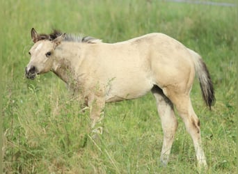American Quarter Horse, Klacz, , 148 cm, Jelenia
