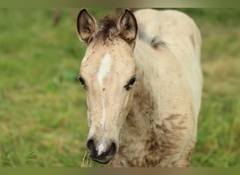 American Quarter Horse, Klacz, , 148 cm, Jelenia