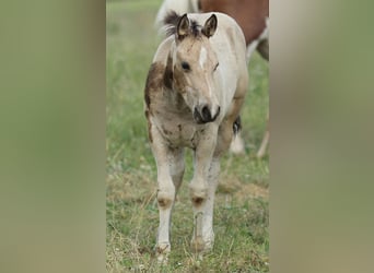 American Quarter Horse, Klacz, , 148 cm, Jelenia