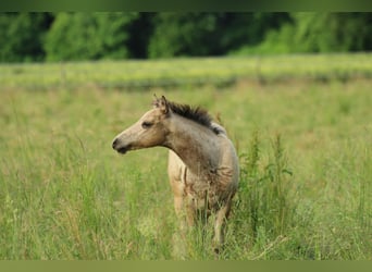 American Quarter Horse, Klacz, , 148 cm, Jelenia