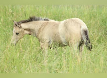 American Quarter Horse, Klacz, , 148 cm, Jelenia