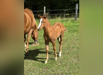 American Quarter Horse, Klacz, , 148 cm, Kasztanowata