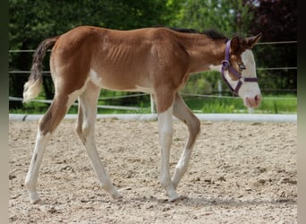 American Quarter Horse, Klacz, Źrebak (04/2024), 149 cm, Overo wszelkich maści